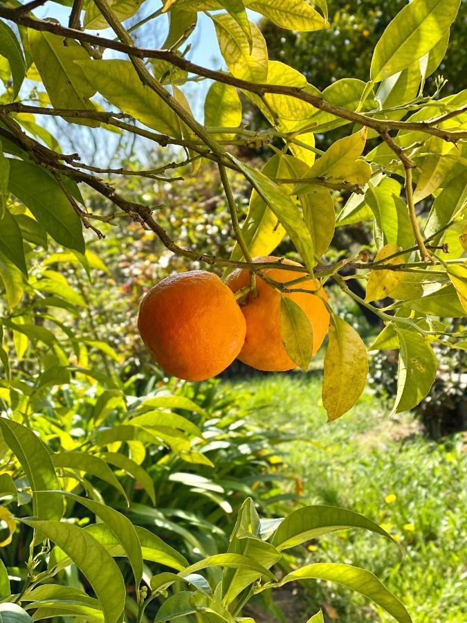 Ravissante Maison A St Paul De Vence 圣保罗-德旺斯 外观 照片